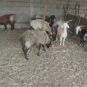 Işşek