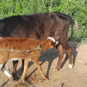 Saglyk sygyr