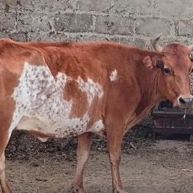 Gysyr sygyr
