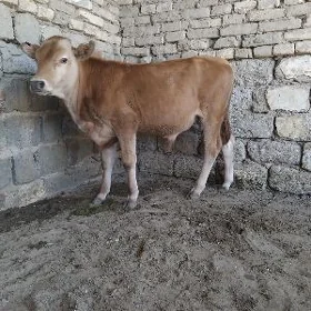 OKÜZ  ŞWES TOHUM. ARASSA