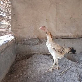 baysow