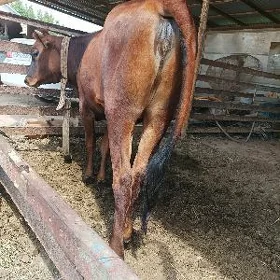 gulajyn