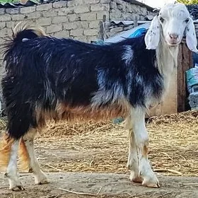 Pakistan