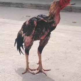 Taşkent horoz
