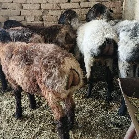 işşek erkeç