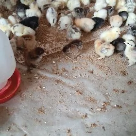brama juyje