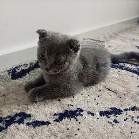 pisik кошка