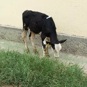 Golisteyin okuz