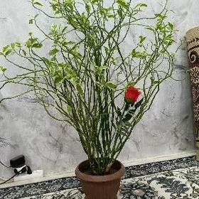 Ösümlik