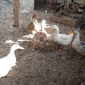 ördek ördek