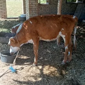 unajyn