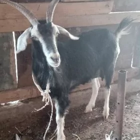 Daýow Geçi