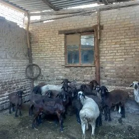 Koyun kockar