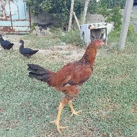 taşkent jüje