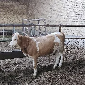 Semental Okuzce