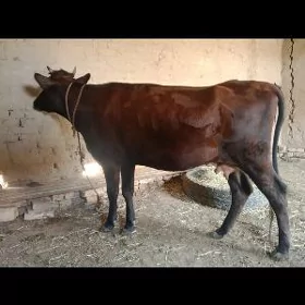 bogaz sygyr