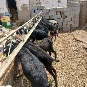 Geciler