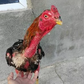 Taşkent horaz
