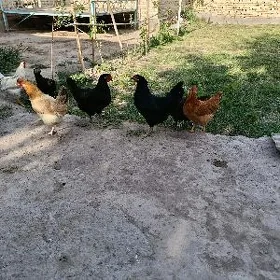 Towuklar