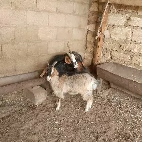 Çebişli geçi