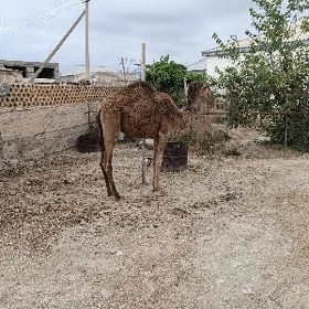 ogşyk