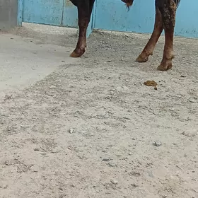 siwes öküz