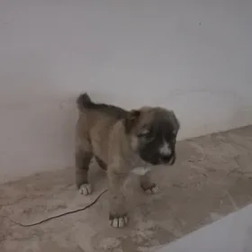 чопан кучик