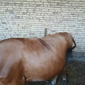 semiz kysyr burlat sygyr