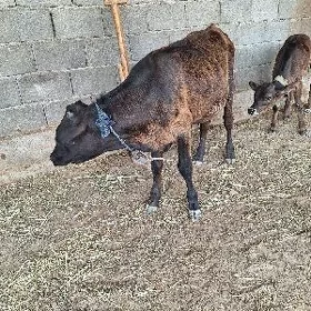 TOHUM OKUZCELER