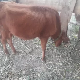 hojek