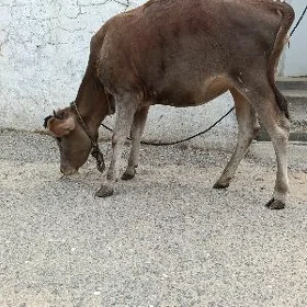 Tüwe