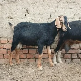 KELEK GECI TEKE