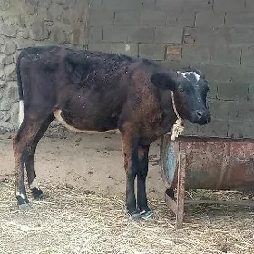 tüwe
