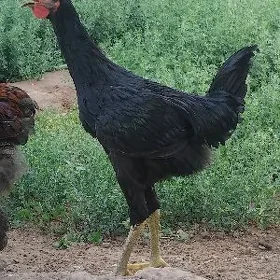 Gigant horoz