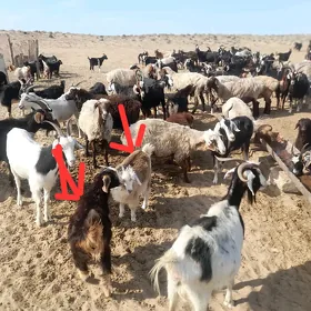 27 çebiş