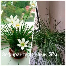 цветы