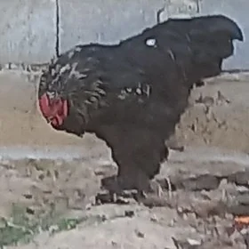 Brahma