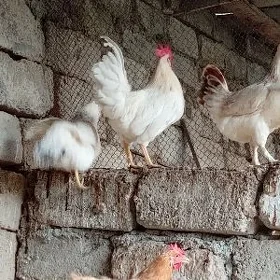 HORAZLAR