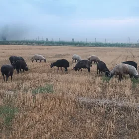 arabi kockarlar