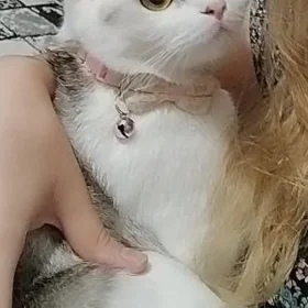 породистая кошка