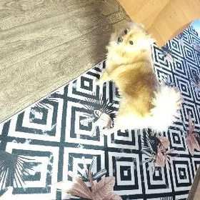 собака шпиц