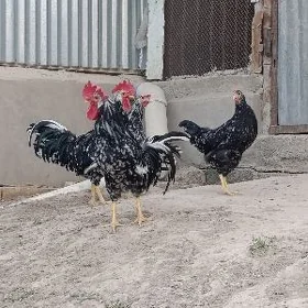 TOWUK HORAZ LIGORIN PARODA