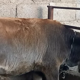 Öküz