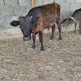 GIBRIT TOHUM OKUZCE