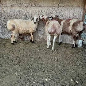 biçilen işşekler