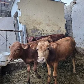 öküzler