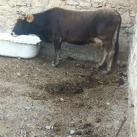 Goleli sygyr