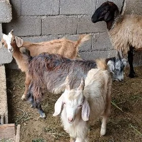 Geçi owlakly