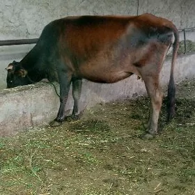 sygyr boğaz