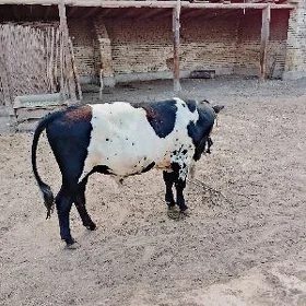 Ökuz